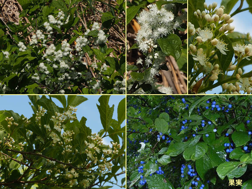 野山の草花・木々の花」植物検索図鑑 | オクノサワフタギ