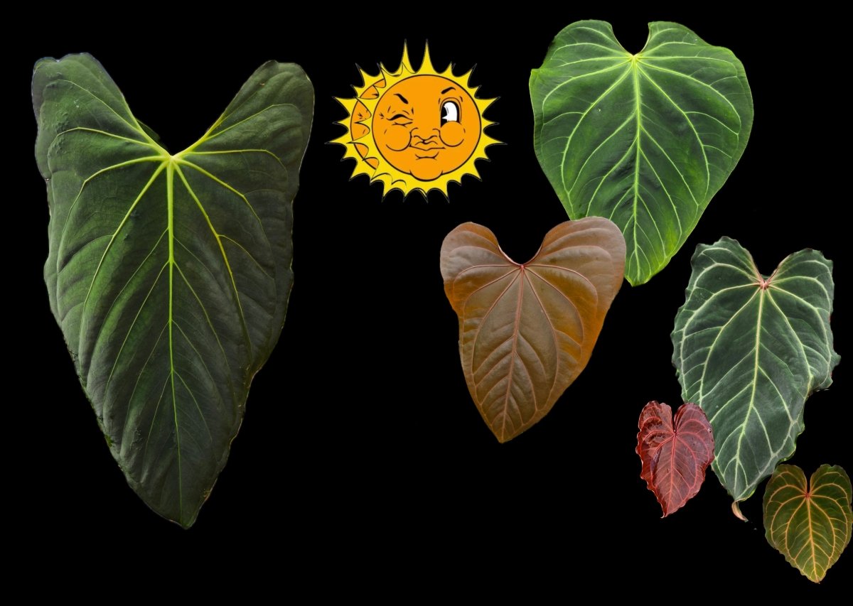 Anthurium Papilliaminum 'Ree Gardens' x A. 'Tim Anderson Mag/Pap