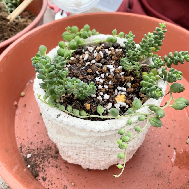 多肉植物の寄せ植え体験