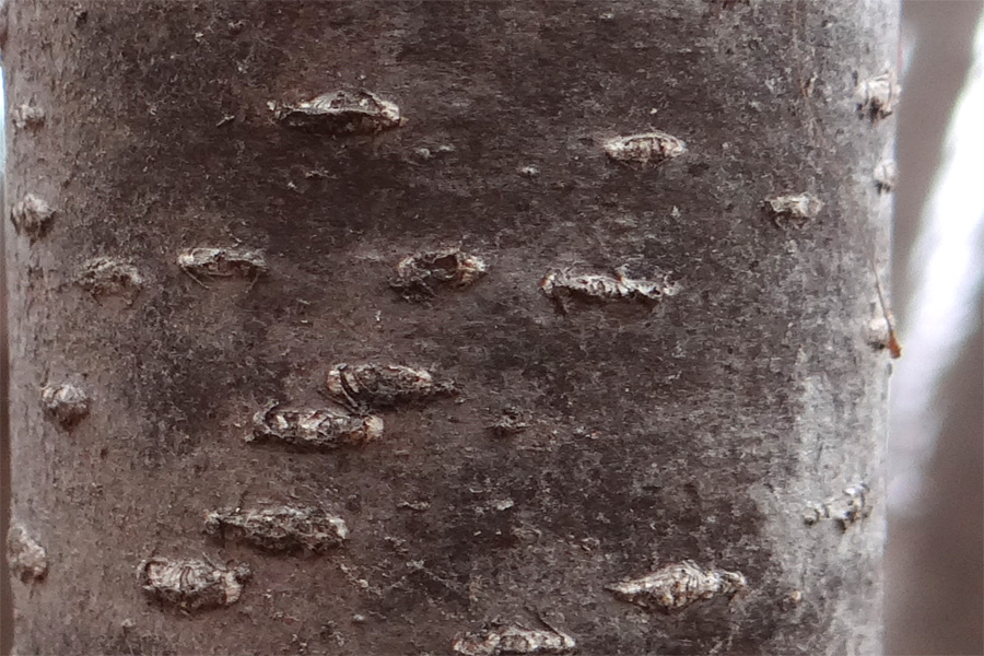 山採り自然樹形のアズキナシ販売 那珂市秋元園芸