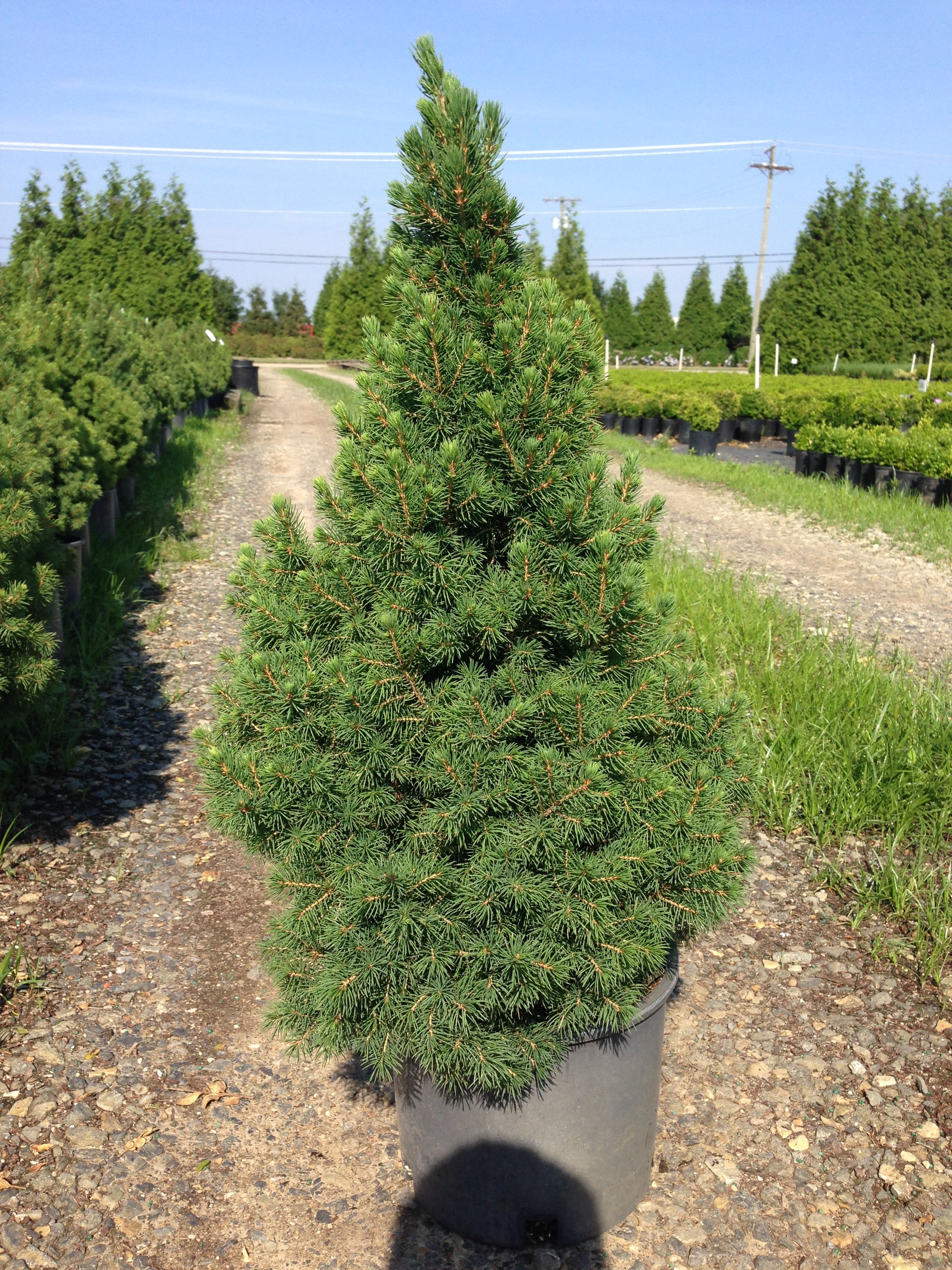Alberta Spruce, Dwarf - Picea glauca 'Conica' – Bay Gardens