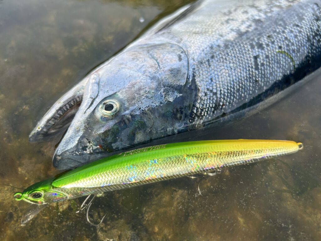 知りたかった！サクラマスの最強ルアー5選とルアーの使い方を釣具屋