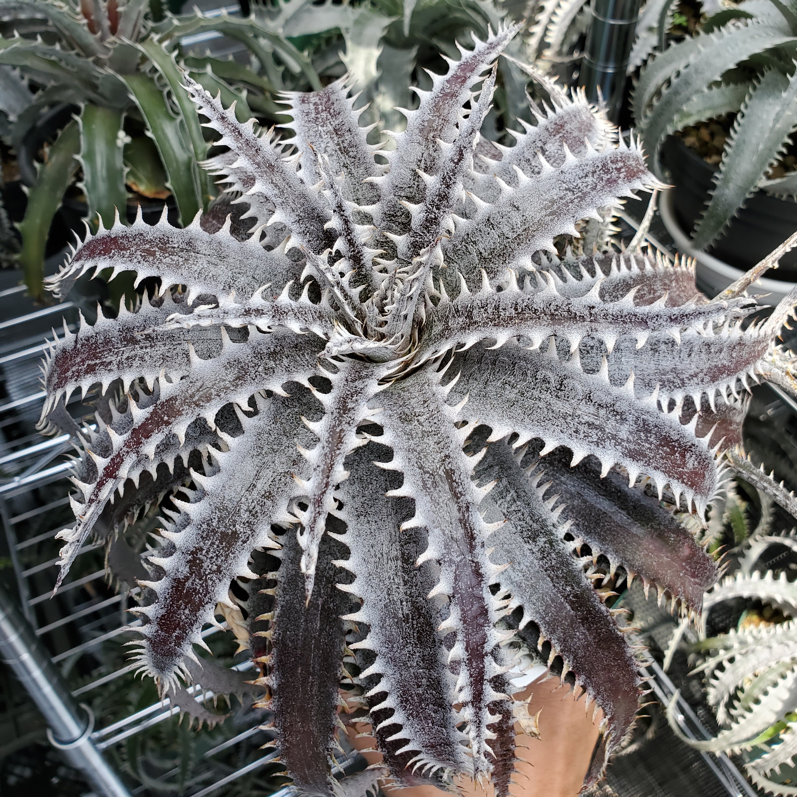 ディッキア（Dyckia 'Bill Baker' x 'Arizona' Original Clone