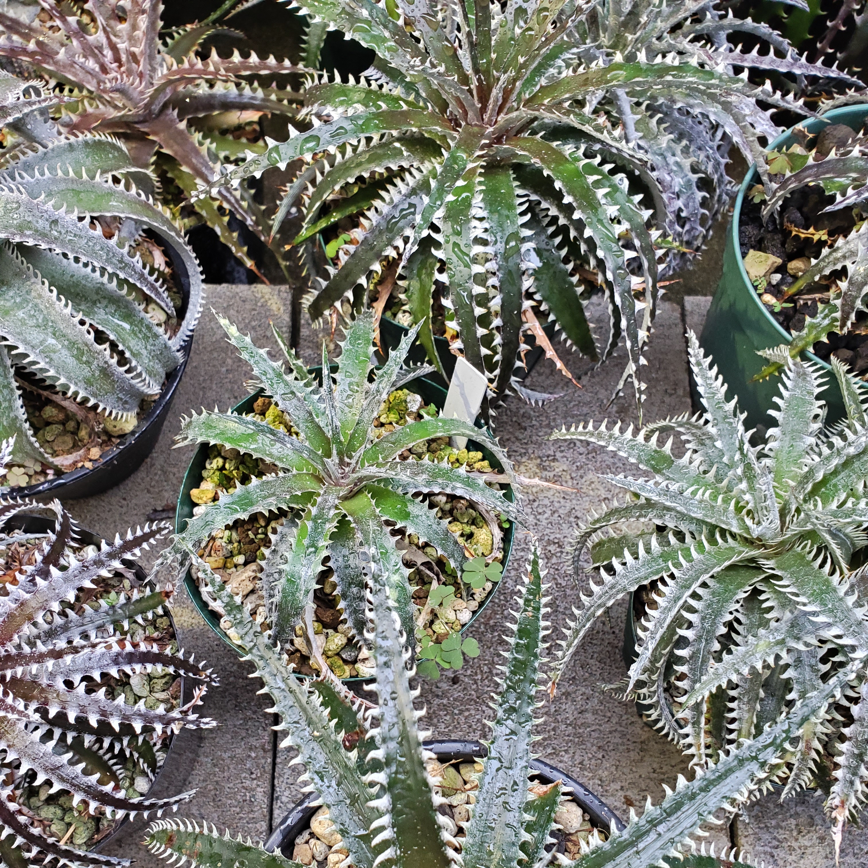 ディッキア・ビルベイカー：Dyckia 'Bill Baker' | Dyckia Maniax