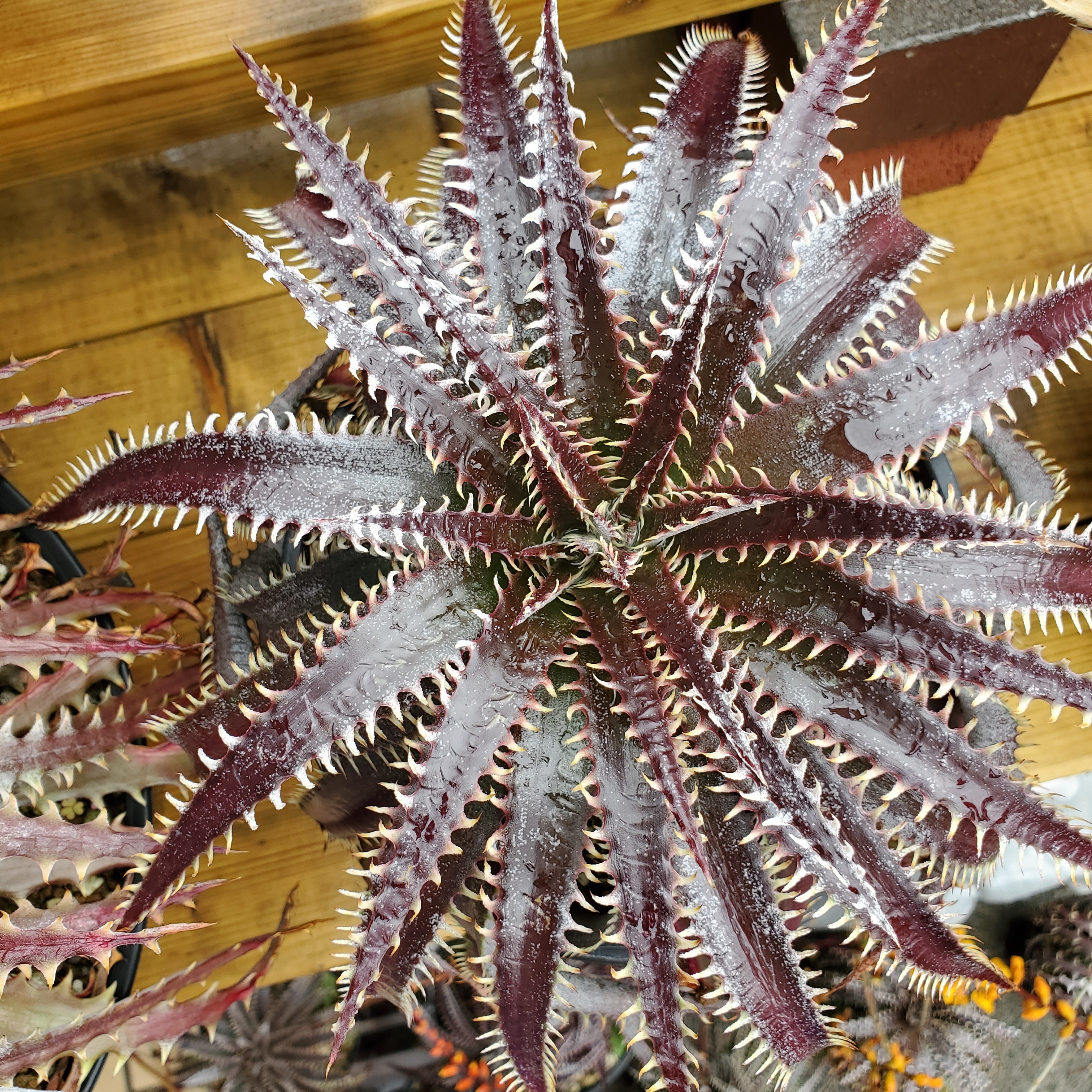 ディッキア・ビルベイカー：Dyckia 'Bill Baker' | Dyckia Maniax