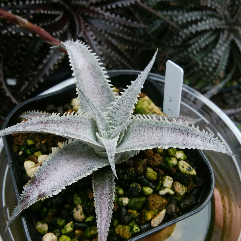 ディッキア実生成長記録：Dyckia marnier-lapostollei編 | Dyckia Maniax