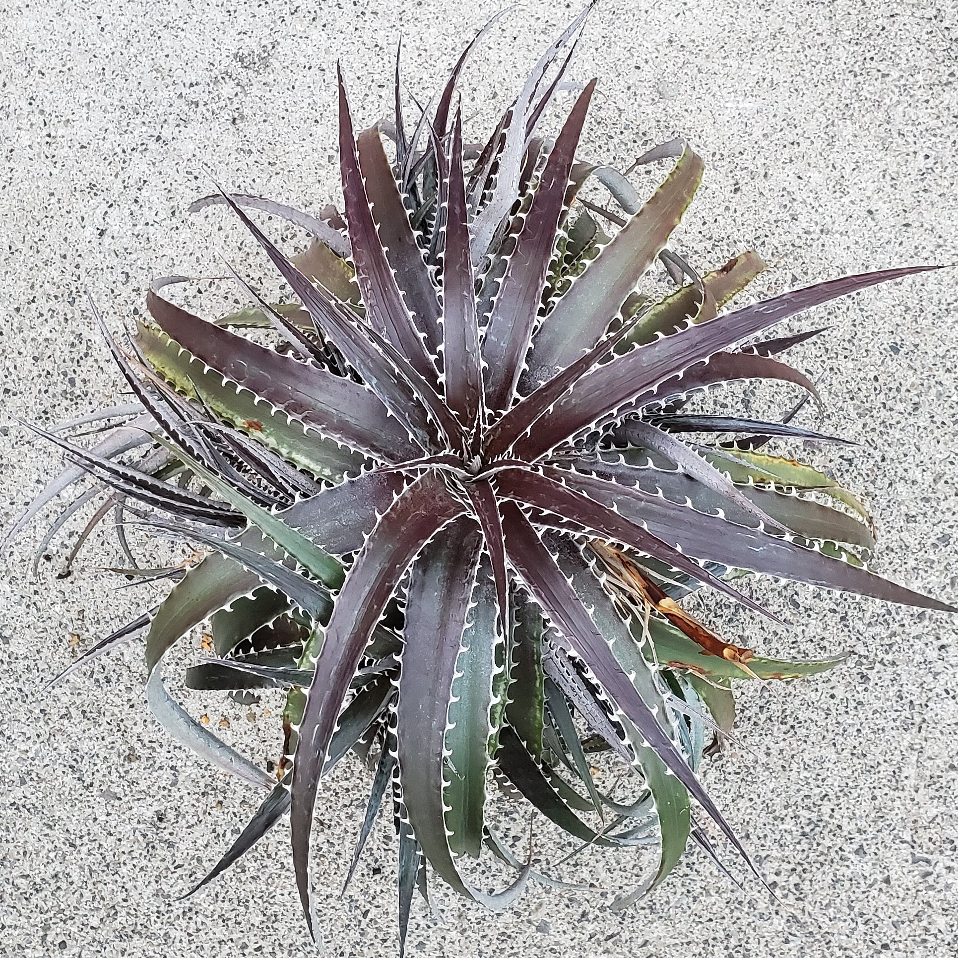 ディッキア・パープルシャーク：Dyckia 'Purple Shark' | Dyckia Maniax