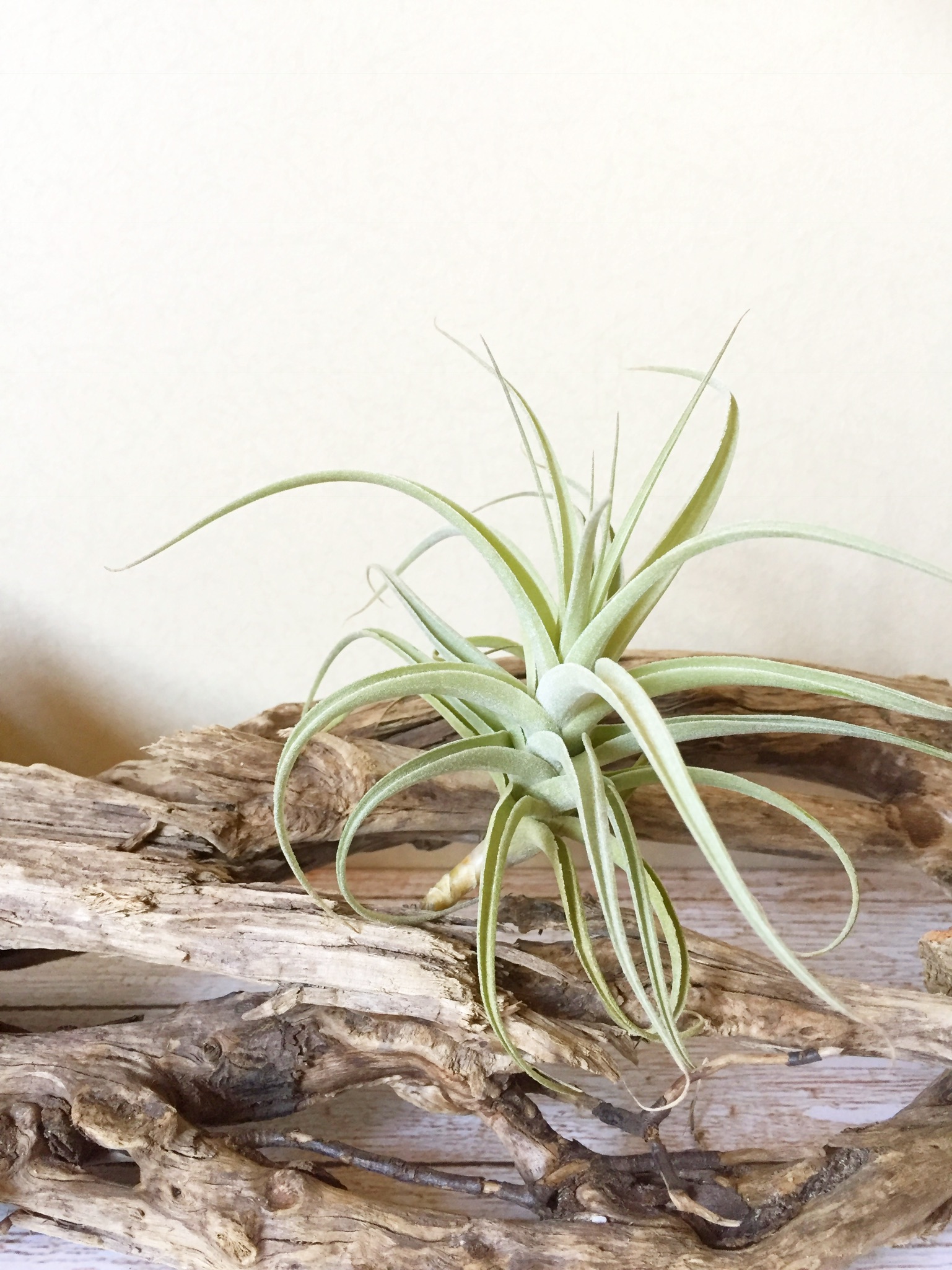 チランジア・エドドハーティー Tillandsia Ed Doherty (T. aeranthos X
