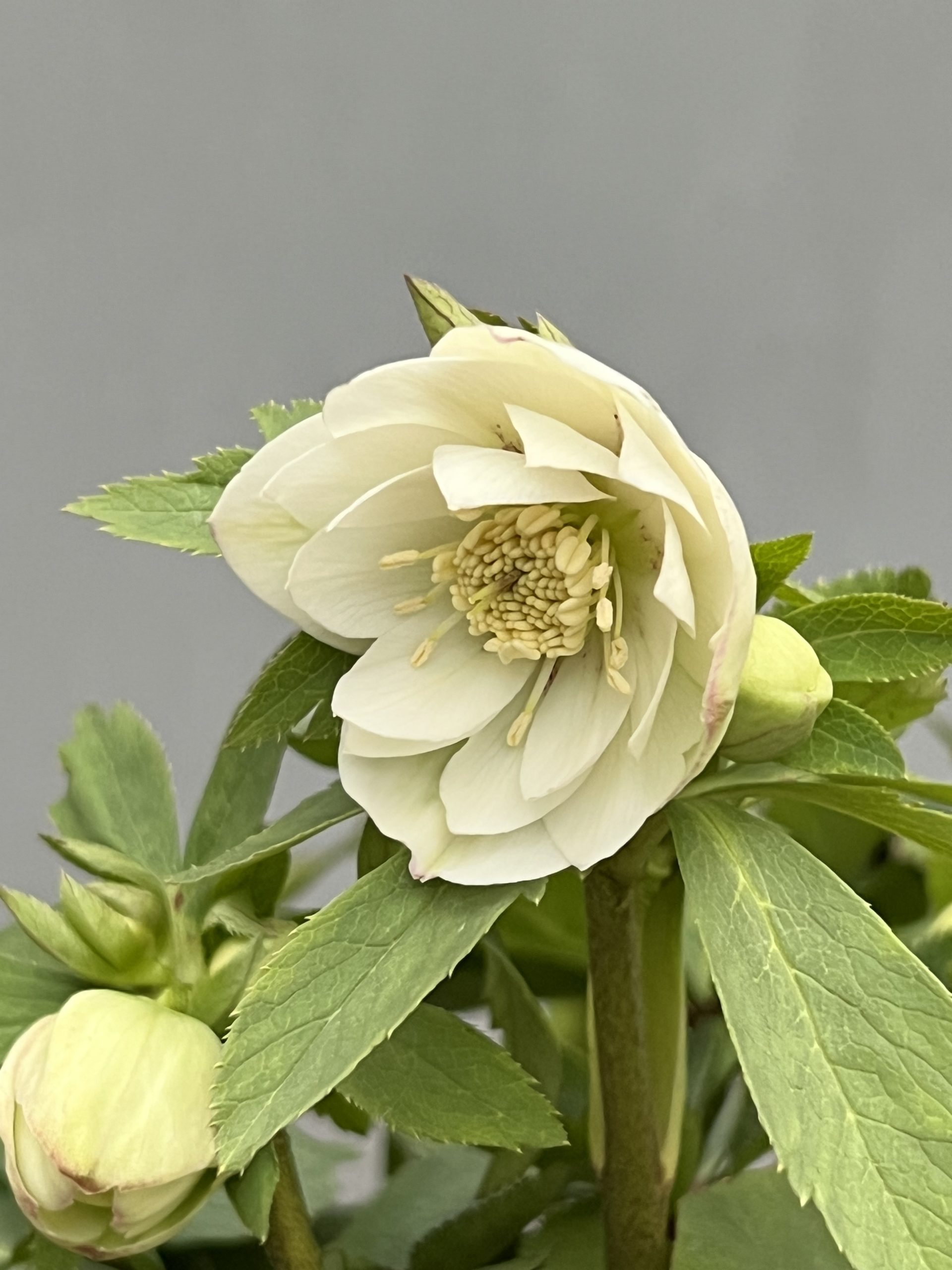 大木ナーセリークリスマスローズ第2弾入荷‼︎ – 【公式】花伝 | 福岡県