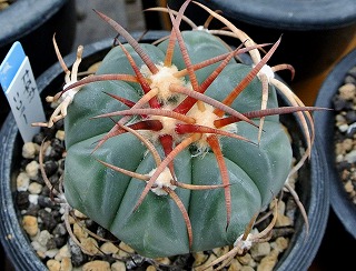 太平丸・ニコリーと尖紅丸 | ☆ガマンマの ニク・サボ栽培☆ - 楽天ブログ