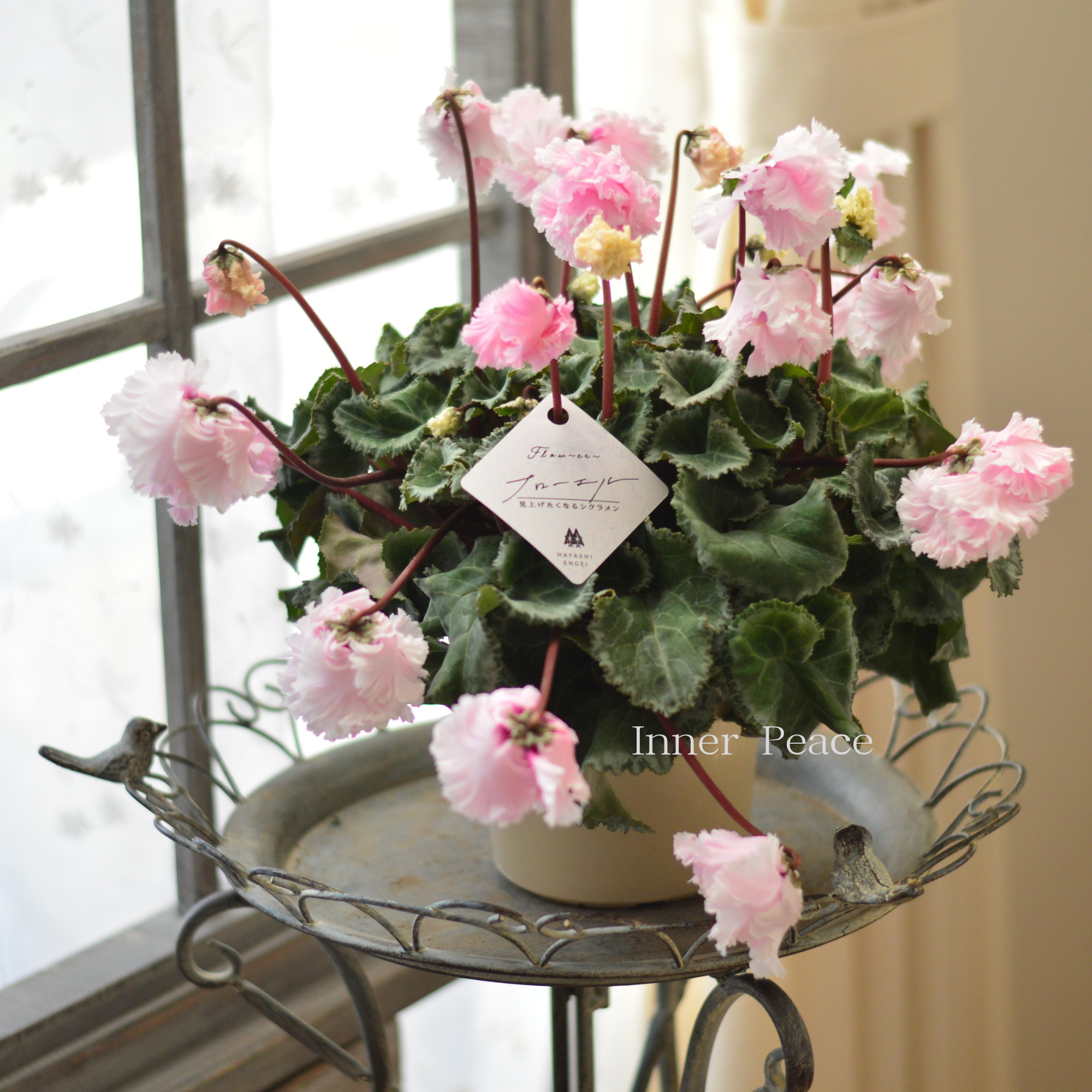 見上げて楽しむ】 シクラメン 『FLOW～er～フローエル・ライトピンク