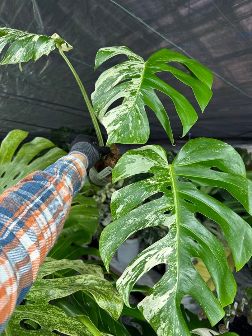 モンステラ ボルギシアナ アルボ ホワイトタイガー斑入り 健康カット苗