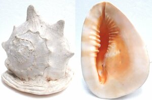 買取】トウカムリ トウカムリ貝 巻貝 標本 置物 インテリア オブジェ