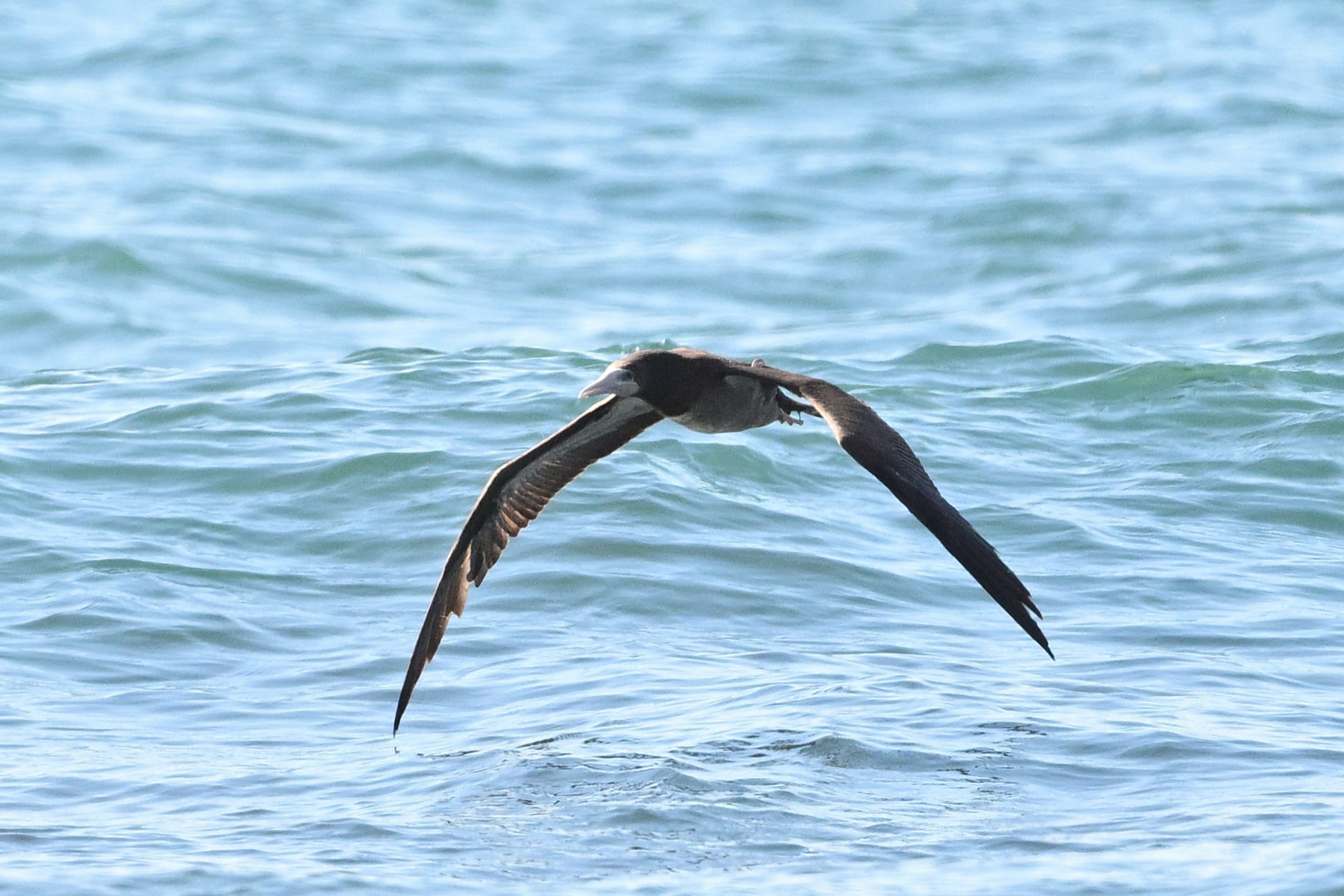 カツオドリその2: 平塚じん
