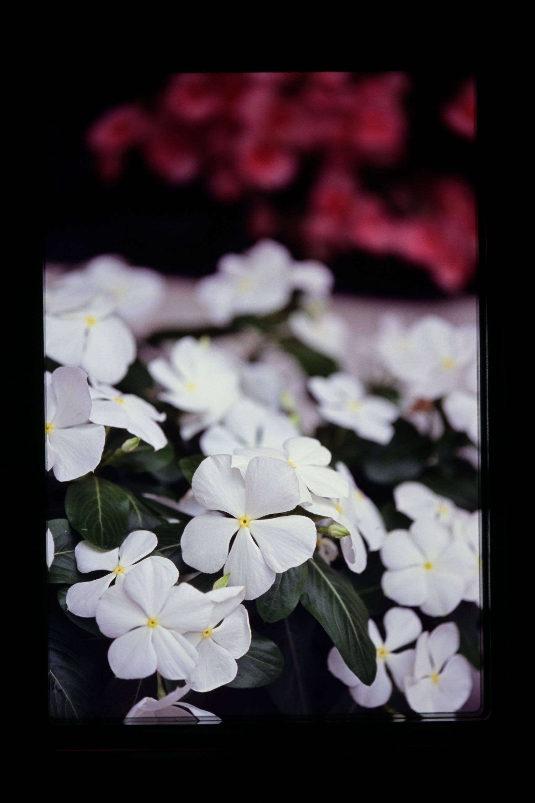 MC MACRO ROKKOR-QE 100mm / f3.5 (1973年) (MINOLTA ミノルタ)