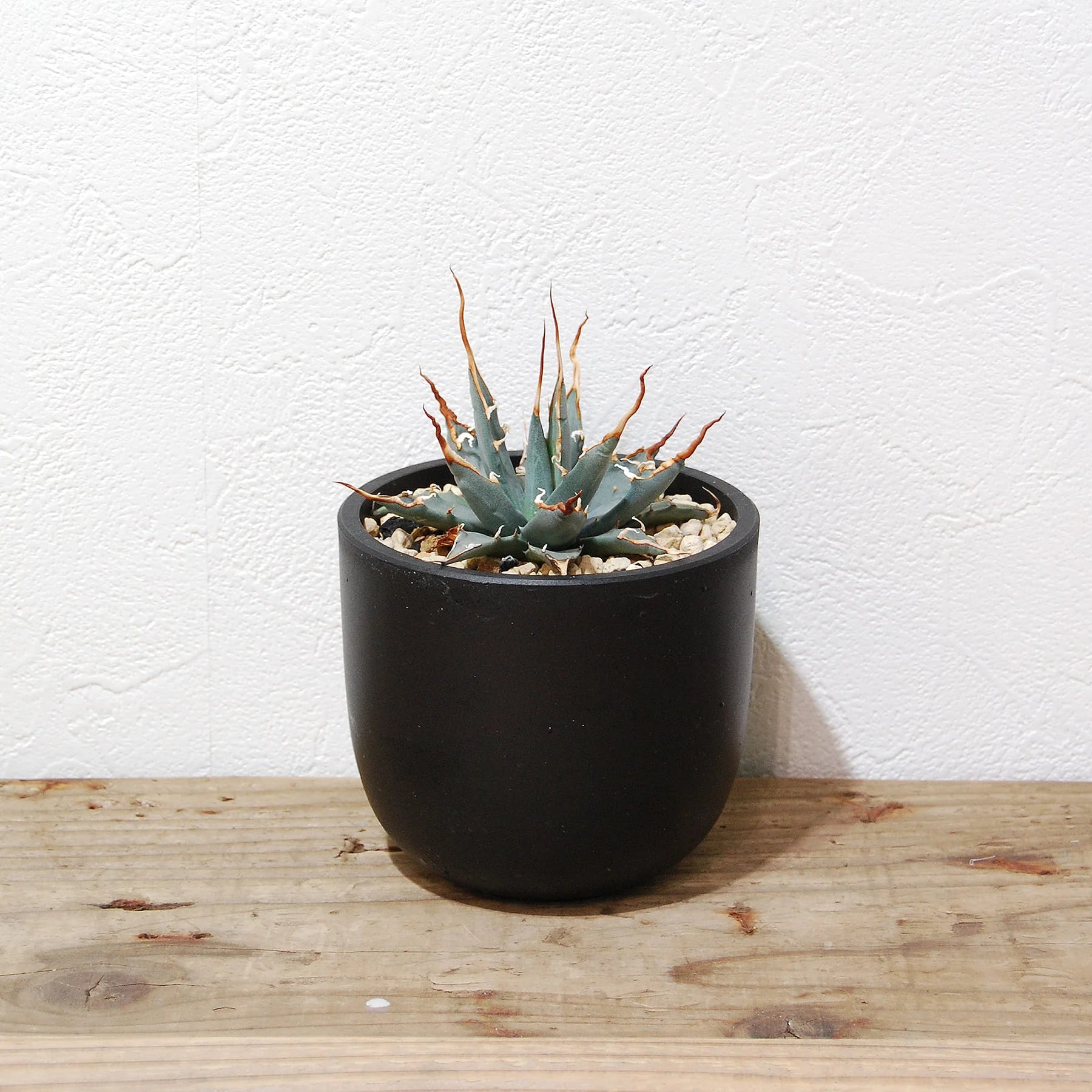 エボリスピナ（実生）陽炎選抜株を2点オンラインストアに追加しました