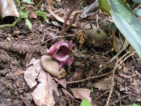 自生地NOW033 ヒロクチカンアオイ : 南九州植物園