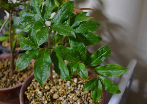 日本のテンナンショウ