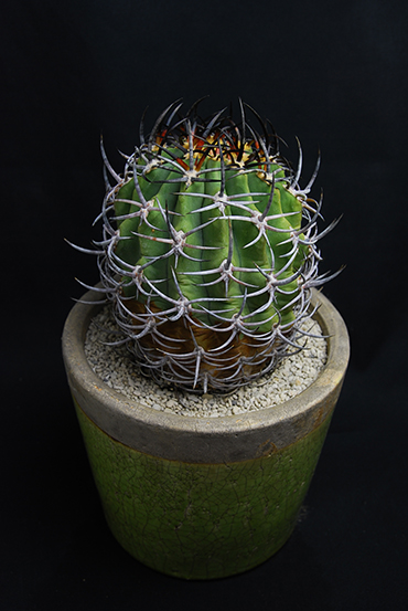 五百津玉 | 叢 – くさむら – Qusamura