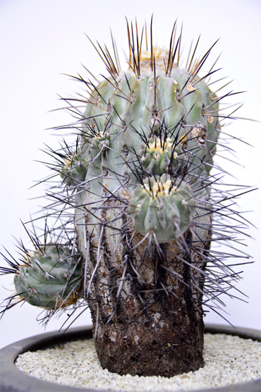 コピアポア 黒士冠 | 叢 – くさむら – Qusamura