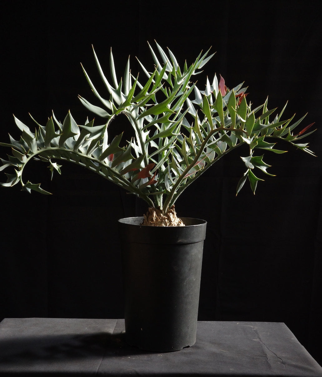 エンセファラルトス・ホリダス｜Encephalartos horridus – ROUTE