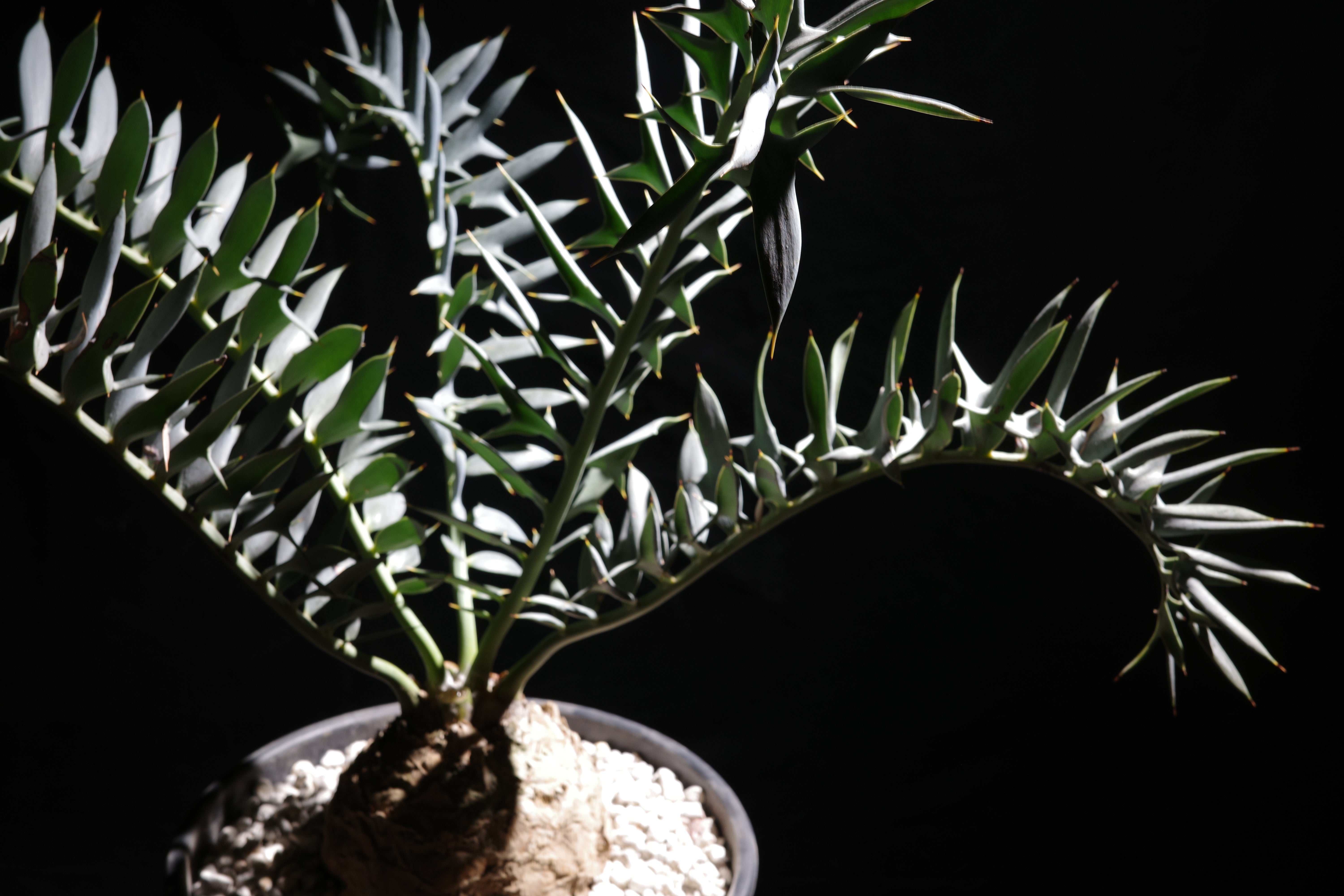 エンセファラルトス・ホリダス｜Encephalartos horridus – ROUTE