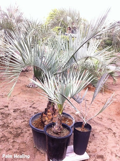 ココスヤシ＆・・・ シルバーリーフ3兄弟＾＾b ヤシの木専門激安販売