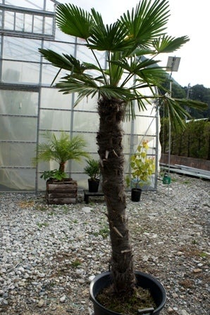富山県から超耐寒性のヤシの木（トウジュロ）の木を購入／唐棕櫚の木