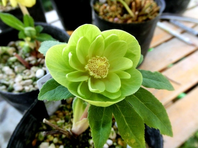 今話題のクリスマスローズゴールド色の変化と驚き | sakitama◎medaka