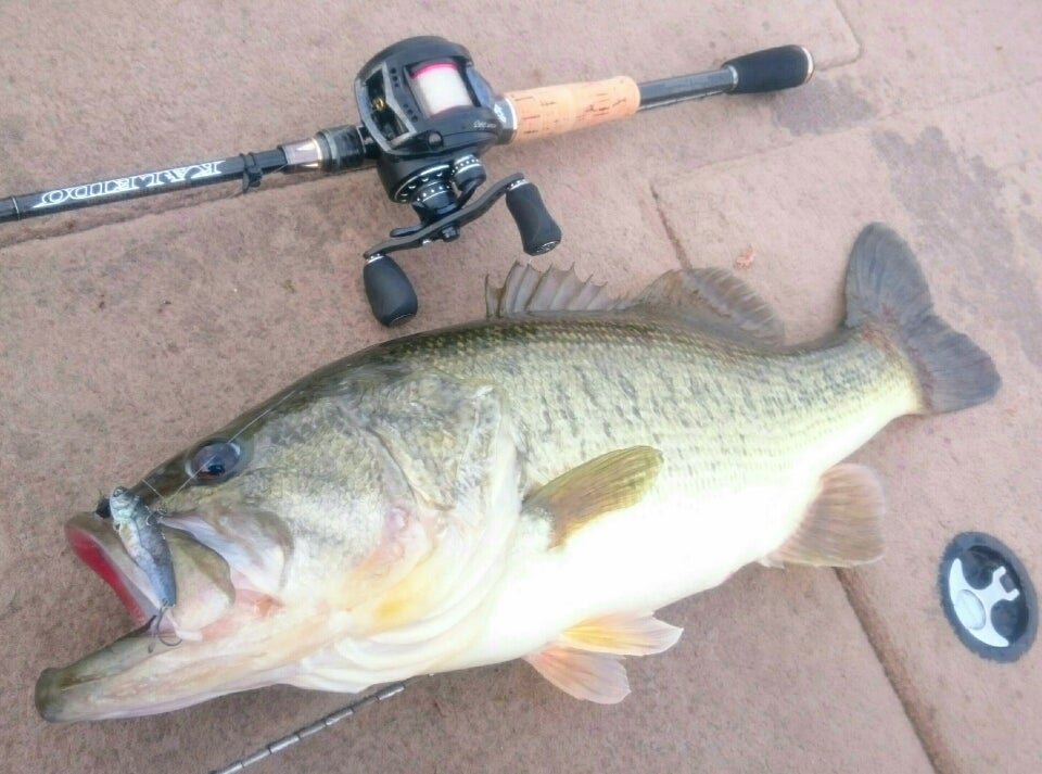 ☆スティングレイ・ワイルドフィネス☆ | 友蔵FREEDOM☆PAPA BASSER