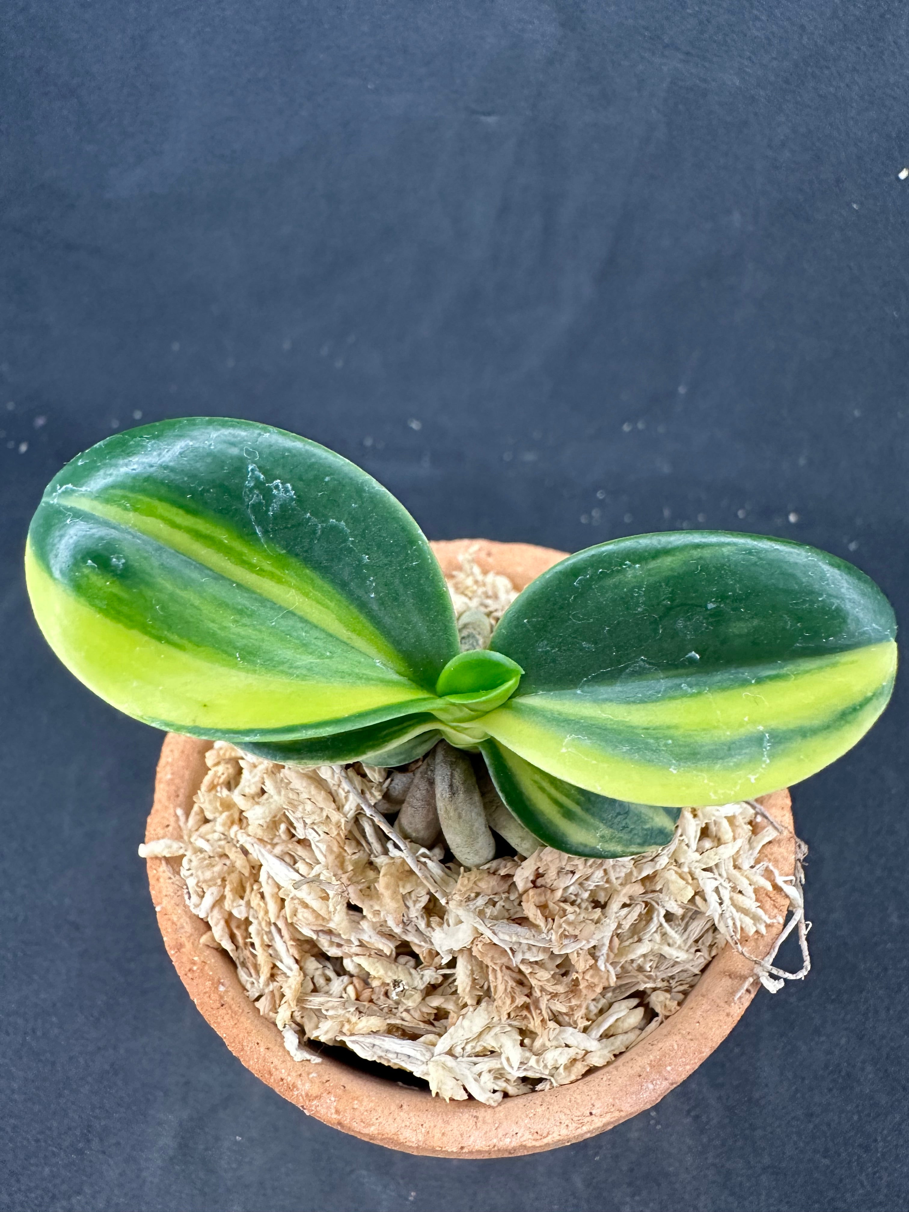 ナゴラン 名護蘭 明丸縞 Sedirea Japonica Minmaru-Shima – シード園芸