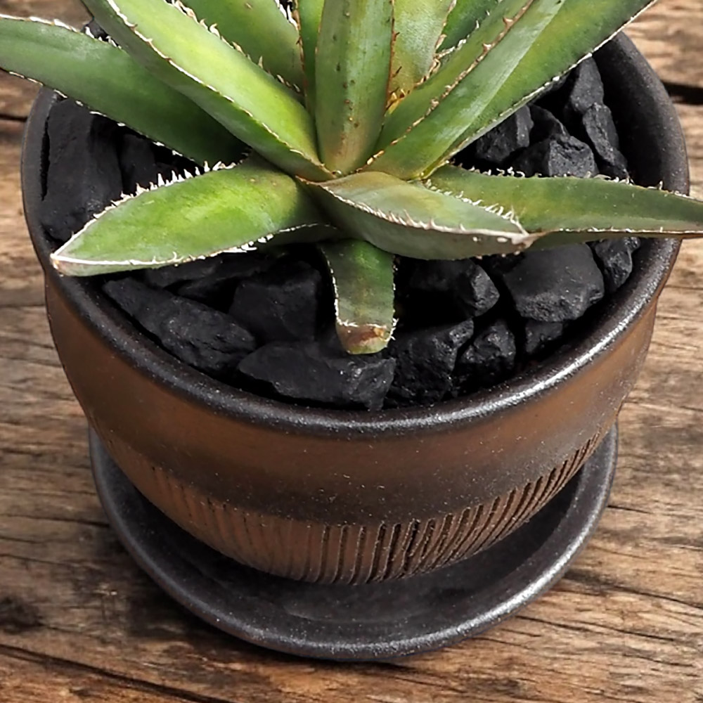 観葉植物 アガベ「ホリダ」 | 花・花束を贈るフラワーギフト通販の