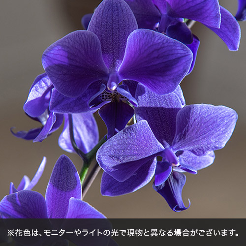 青色胡蝶蘭「Blue Gene (ブルージーン）」ミディサイズ1本立ち | 花