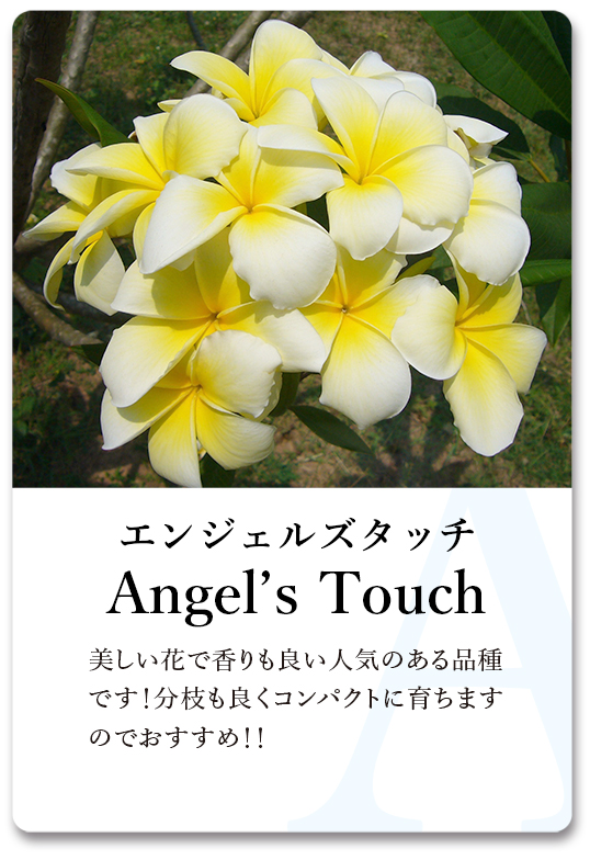 PLUMERIA GUIDE＜プルメリア図鑑＞ | サイタマ プルメリアフェスティバル