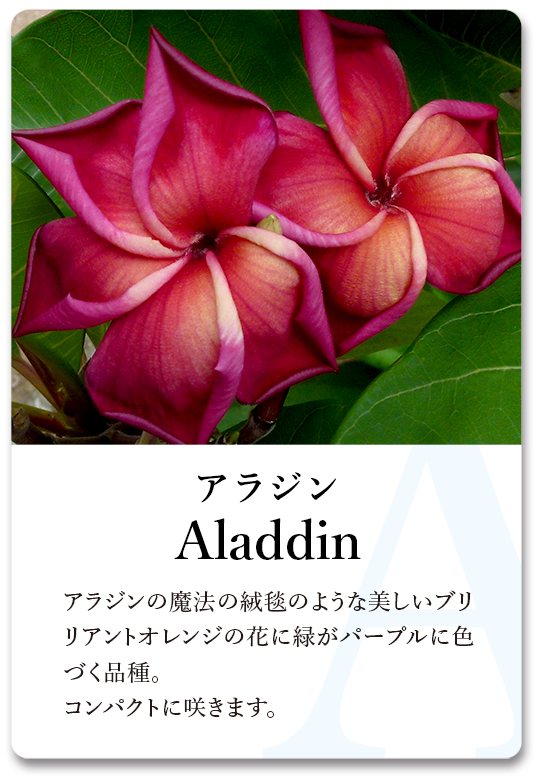 PLUMERIA GUIDE＜プルメリア図鑑＞ | サイタマ プルメリアフェスティバル