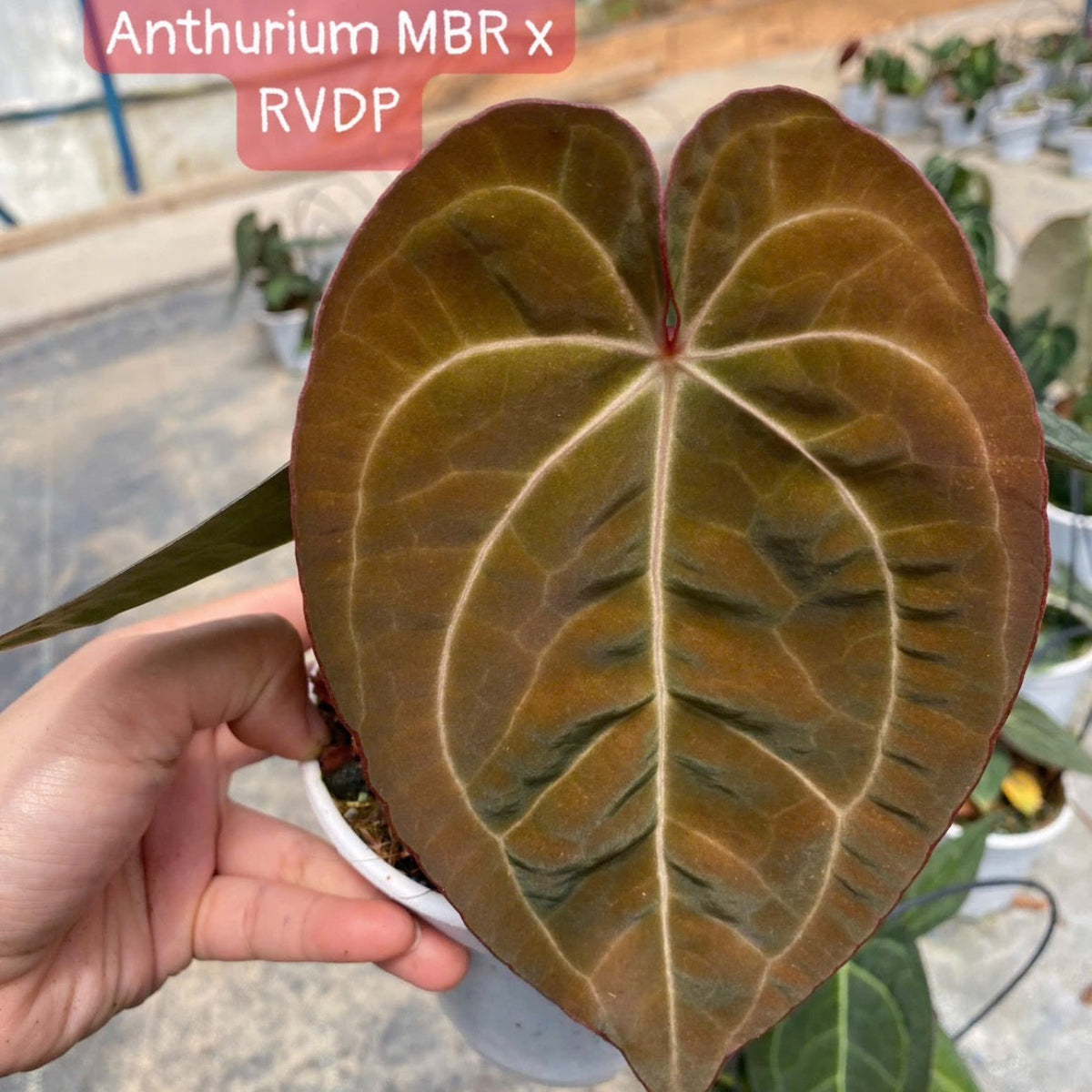 アンスリウム Anthurium 'Red MBR' × 'Red Vein Dark Phoenix' – RARE