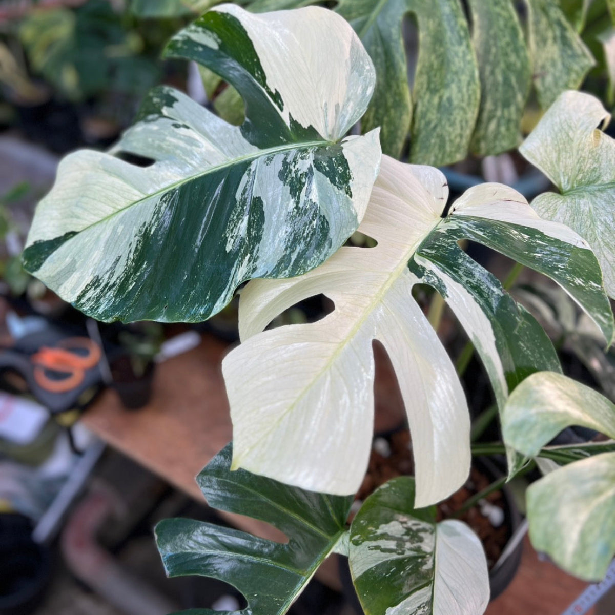 厳選/コレクション】モンステラ ボルシギアナ'ミント(デリシオーサ x