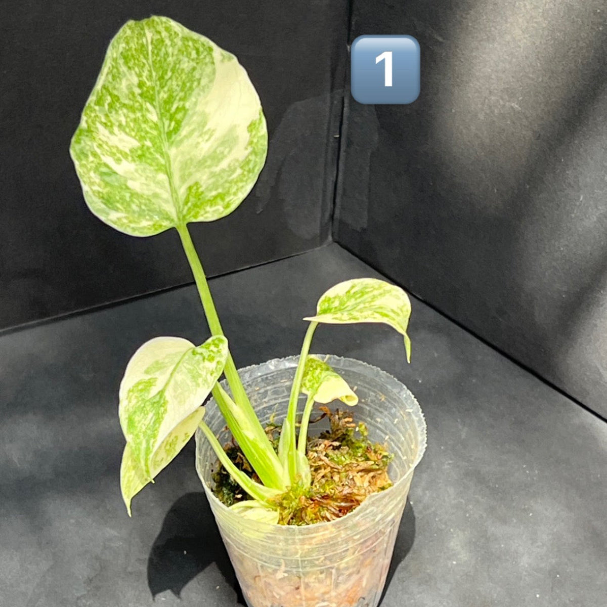 限定1株ずつ】モンステラ・デリシオーサ 'レガシー' / 'ミント' – RARE