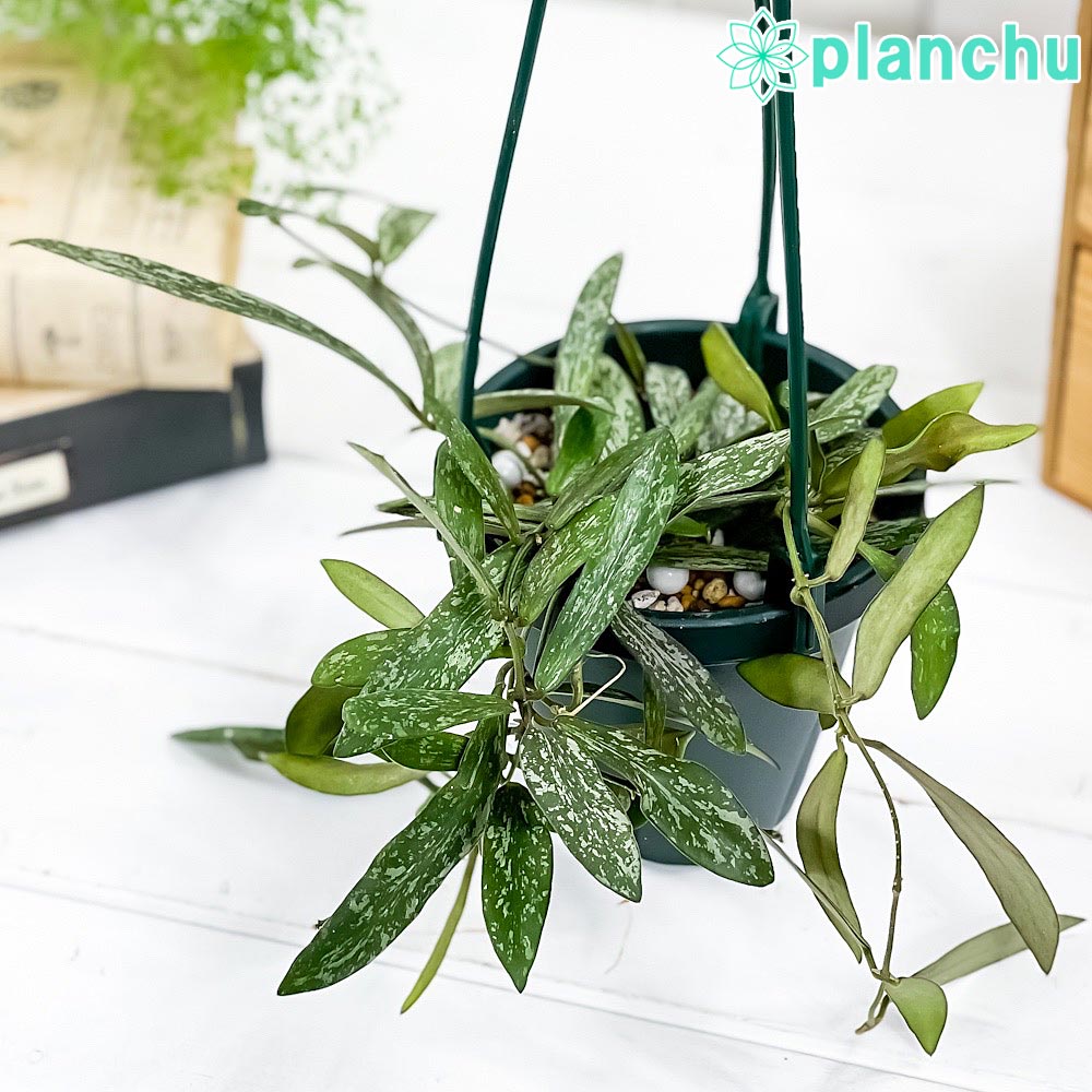PLANCHU 観葉植物 ホヤ シギラティス 4号吊り鉢 育て方説明書付き Hoya