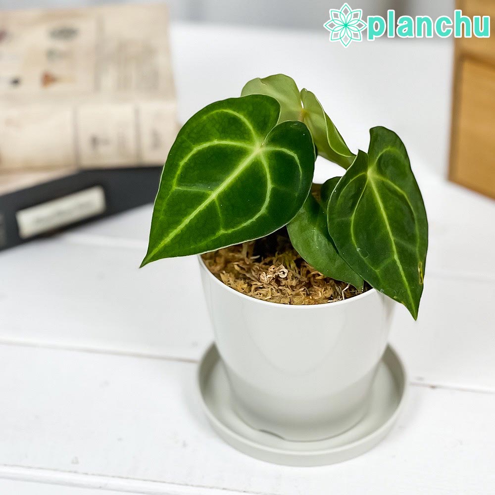 PLANCHU 観葉植物 アンスリウム クリスタリナム 3.5号鉢 受け皿付き