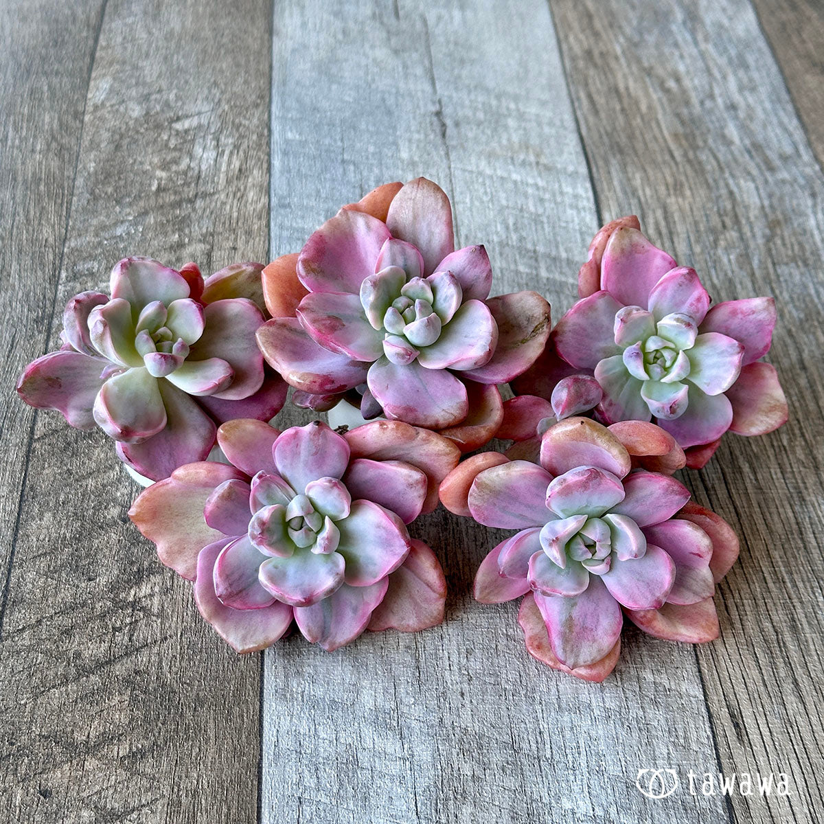 ジプシー錦（ミセスリチャード錦） – 多肉植物の通販・販売サイト tawawa