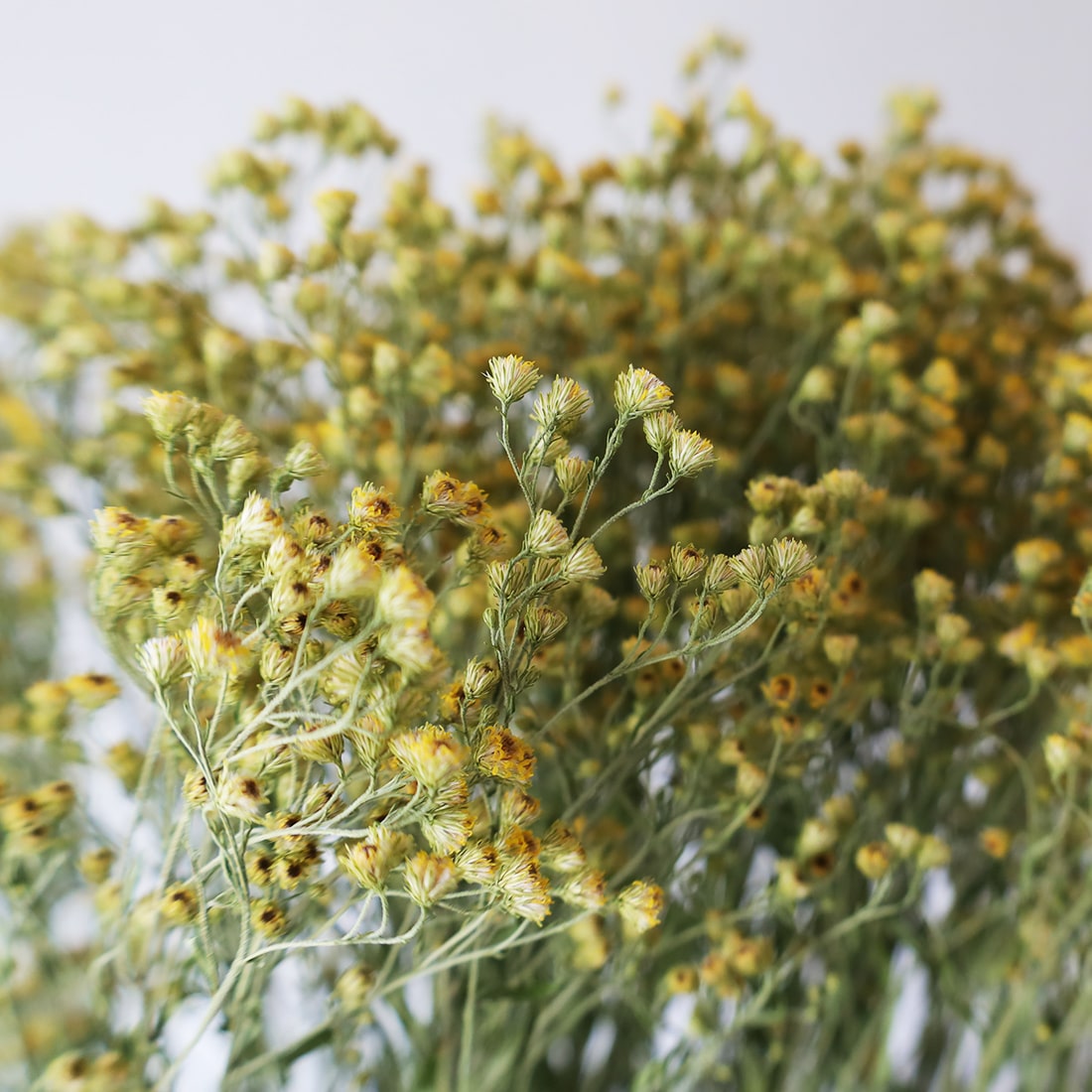 ドライフラワー］ソリダスター ゴールドエンジェル- 土と風の植物園