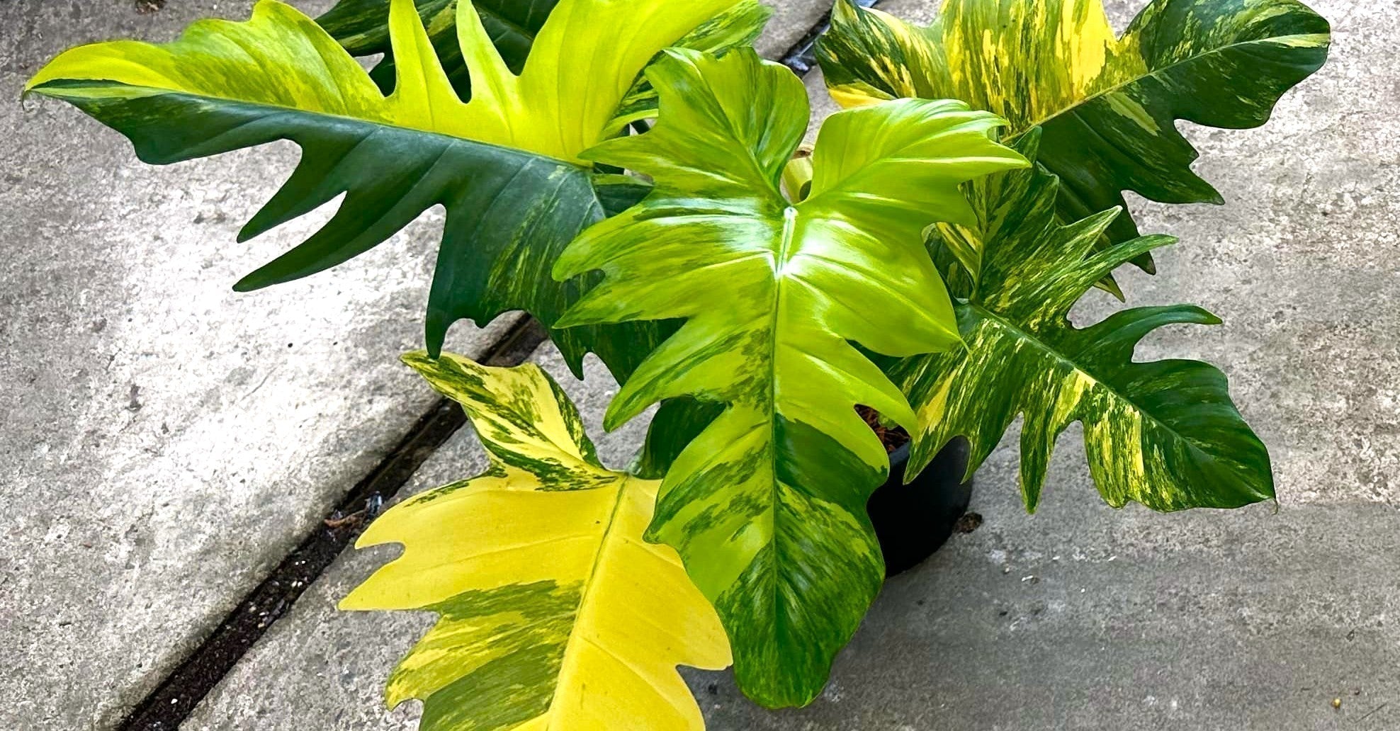 Philodendron Florida Beauty Hybrids: A New Era in Tropical Foliage