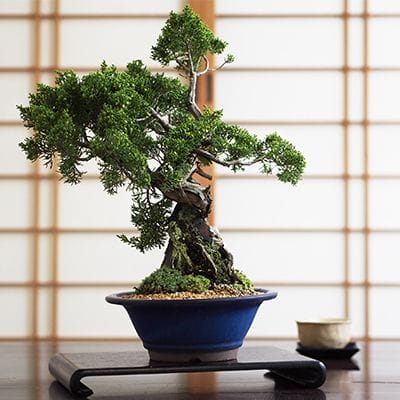 石付き真柏 |盆栽妙 – 盆栽妙 本店