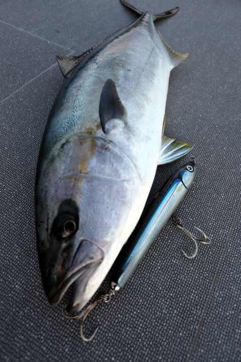 カーペンター ハヤブサ