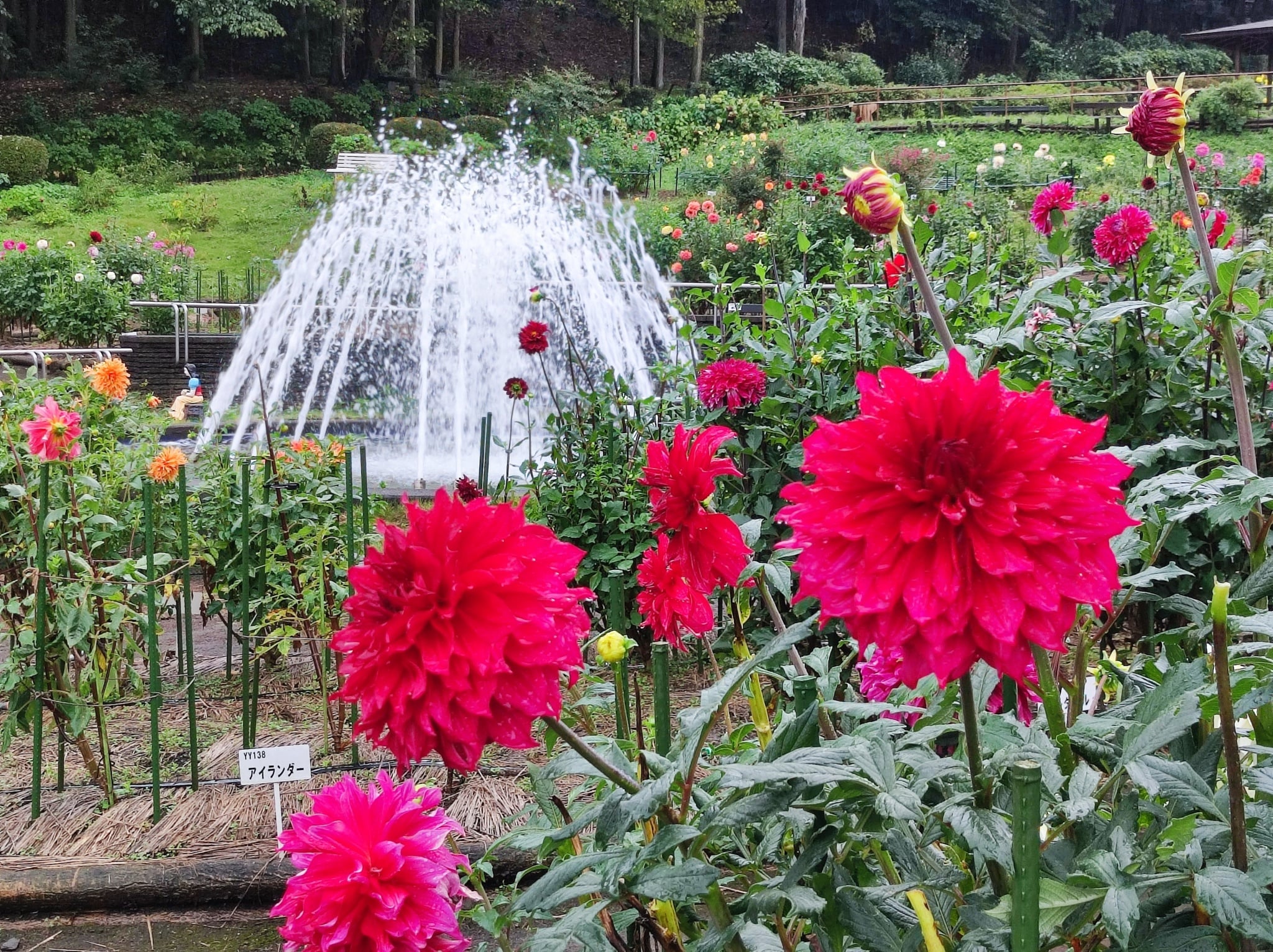 ダリアの見頃は10月中旬まで続きます♪