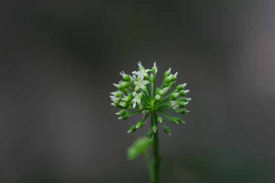 トチバニンジン,チクセツニンジン,栃葉仁参,竹節人参（ちくせつ