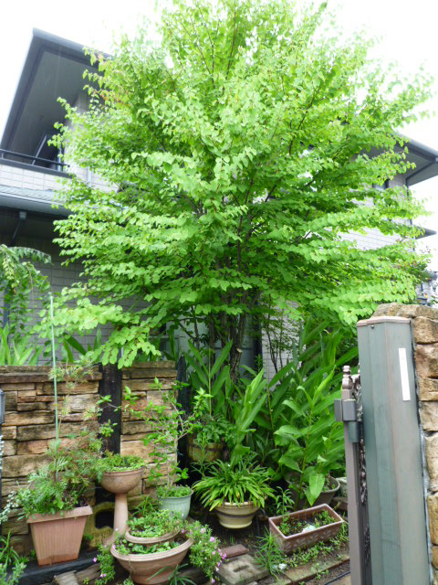 カツラ(桂)｜庭造りや生垣などの植木のご相談はガーデニング庭造り相談所へ