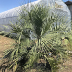 アラビカシルバー ナンノロプス Nannorrhops ritchiana／栽培（育て方