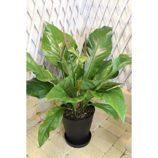 観葉植物 種類/アンスリウム ジャングルキング 高さ約90cm